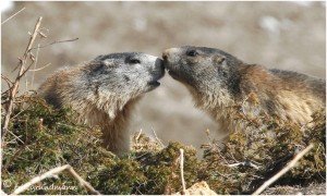 https://www.waibe.fr/sites/photoeg/medias/images/FAUNE_MONTAGNE/marmotte_100__4_.jpg