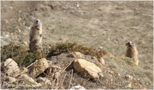 https://www.waibe.fr/sites/photoeg/medias/images/FAUNE_MONTAGNE/marmotte_100__5_.jpg