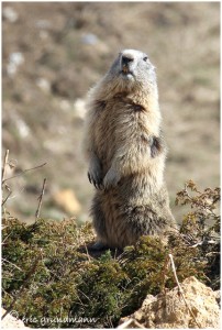 https://www.waibe.fr/sites/photoeg/medias/images/FAUNE_MONTAGNE/marmotte_20C.jpg