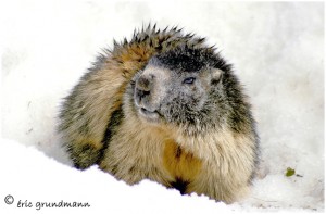 https://www.waibe.fr/sites/photoeg/medias/images/FAUNE_MONTAGNE/marmotte_3.jpg