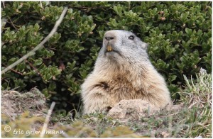 https://www.waibe.fr/sites/photoeg/medias/images/FAUNE_MONTAGNE/marmotte_34C.jpg