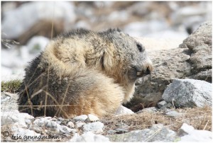 https://www.waibe.fr/sites/photoeg/medias/images/FAUNE_MONTAGNE/marmotte_46.jpg