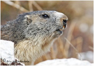 https://www.waibe.fr/sites/photoeg/medias/images/FAUNE_MONTAGNE/marmotte_50.jpg