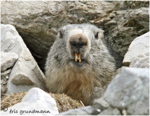 https://www.waibe.fr/sites/photoeg/medias/images/FAUNE_MONTAGNE/marmotte_53.jpg