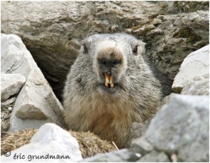 https://www.waibe.fr/sites/photoeg/medias/images/FAUNE_MONTAGNE/marmotte_53.jpg