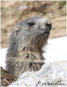 https://www.waibe.fr/sites/photoeg/medias/images/FAUNE_MONTAGNE/marmotte_63.jpg