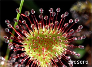 https://www.waibe.fr/sites/photoeg/medias/images/FLORE/2013-drosera_10.jpg