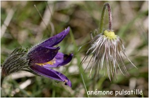 https://www.waibe.fr/sites/photoeg/medias/images/FLORE/anemone_pulsatillle.jpg