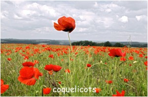 https://www.waibe.fr/sites/photoeg/medias/images/FLORE/coquelicots_champs_01.jpg