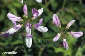 https://www.waibe.fr/sites/photoeg/medias/images/FLORE/coronille.jpg