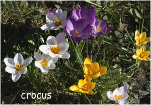 https://www.waibe.fr/sites/photoeg/medias/images/FLORE/crocus10.jpg