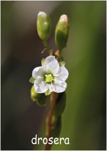 https://www.waibe.fr/sites/photoeg/medias/images/FLORE/drosera_fleur_01.jpg