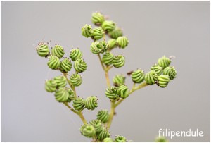 https://www.waibe.fr/sites/photoeg/medias/images/FLORE/filipendule.jpg