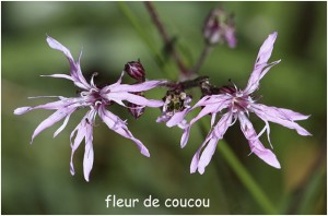 https://www.waibe.fr/sites/photoeg/medias/images/FLORE/fleur_de_coucou-.jpg