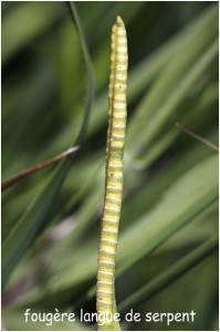 https://www.waibe.fr/sites/photoeg/medias/images/FLORE/fougere_langue-de-serpent.jpg