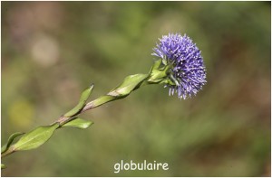https://www.waibe.fr/sites/photoeg/medias/images/FLORE/globulaire.jpg