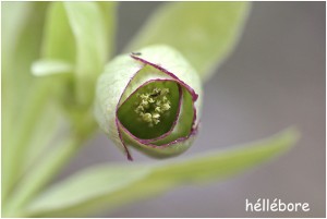 https://www.waibe.fr/sites/photoeg/medias/images/FLORE/hellebore_verte.jpg