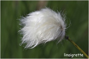 https://www.waibe.fr/sites/photoeg/medias/images/FLORE/linaigrette.jpg