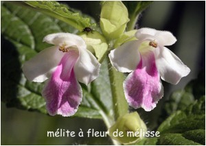 https://www.waibe.fr/sites/photoeg/medias/images/FLORE/melite_a_fleur_de_melisse_02.jpg