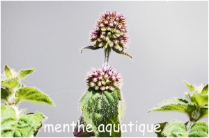 https://www.waibe.fr/sites/photoeg/medias/images/FLORE/menthe_aquatique_01.jpg