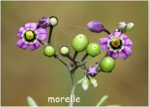 https://www.waibe.fr/sites/photoeg/medias/images/FLORE/morelle.jpg
