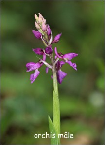 https://www.waibe.fr/sites/photoeg/medias/images/FLORE/orchis_male_11.jpg