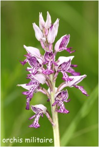 https://www.waibe.fr/sites/photoeg/medias/images/FLORE/orchis_militaire_34__2_.jpg