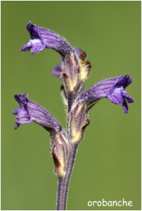 https://www.waibe.fr/sites/photoeg/medias/images/FLORE/orobanche_pourpre-.jpg