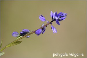 https://www.waibe.fr/sites/photoeg/medias/images/FLORE/polygale_vulgaire.jpg