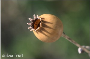 https://www.waibe.fr/sites/photoeg/medias/images/FLORE/silene_fruit.jpg