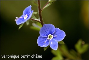 https://www.waibe.fr/sites/photoeg/medias/images/FLORE/veronique_petit_chene-.jpg