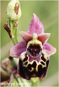https://www.waibe.fr/sites/photoeg/medias/images/FLORE/z-orchidee__11_.jpg
