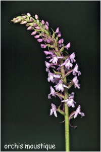 https://www.waibe.fr/sites/photoeg/medias/images/FLORE/z-orchidee__19_.jpg