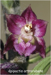 https://www.waibe.fr/sites/photoeg/medias/images/FLORE/z-orchidee__2_.jpg