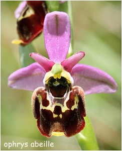 https://www.waibe.fr/sites/photoeg/medias/images/FLORE/z_ophrys_abeille.jpg