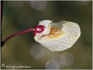 https://www.waibe.fr/sites/photoeg/medias/images/FLORE_HUMIDE/2013-UTRICULAIRE_01.jpg