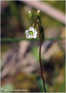 https://www.waibe.fr/sites/photoeg/medias/images/FLORE_HUMIDE/2013-drosera_fleur_02.jpg