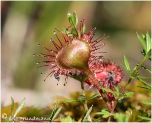 https://www.waibe.fr/sites/photoeg/medias/images/FLORE_HUMIDE/DROSERA_06.jpg