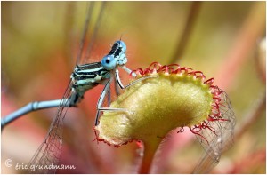 https://www.waibe.fr/sites/photoeg/medias/images/FLORE_HUMIDE/drosera_120.jpg