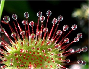 https://www.waibe.fr/sites/photoeg/medias/images/FLORE_HUMIDE/drosera_D2TAIL_01.jpg