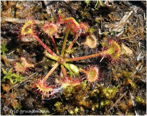 https://www.waibe.fr/sites/photoeg/medias/images/FLORE_HUMIDE/drosera_b.jpg