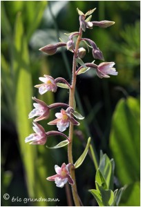 https://www.waibe.fr/sites/photoeg/medias/images/FLORE_HUMIDE/epipactis_palustis_00.jpg