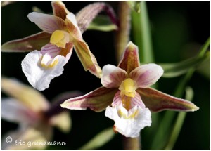 https://www.waibe.fr/sites/photoeg/medias/images/FLORE_HUMIDE/epipactis_palustis_04.jpg