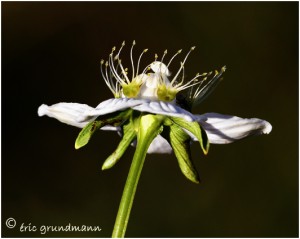 https://www.waibe.fr/sites/photoeg/medias/images/FLORE_HUMIDE/parnassie_des_marais_08CD.jpg