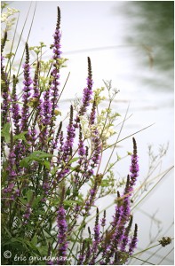 https://www.waibe.fr/sites/photoeg/medias/images/FLORE_HUMIDE/salicaire_03.jpg