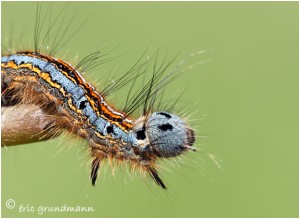 https://www.waibe.fr/sites/photoeg/medias/images/INSECTES/2012-CHENILLE_B.jpg