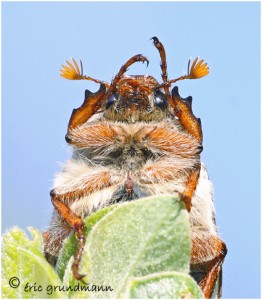 https://www.waibe.fr/sites/photoeg/medias/images/INSECTES/2012-_hanneton_01.jpg