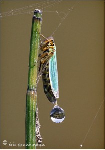 https://www.waibe.fr/sites/photoeg/medias/images/INSECTES/2012-cicadelle_03d.jpg