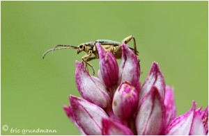 https://www.waibe.fr/sites/photoeg/medias/images/INSECTES/2013-insecte_a_nommer_02.jpg