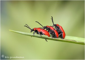 https://www.waibe.fr/sites/photoeg/medias/images/INSECTES/2014-accouplement_lilioceris_lilli_01b.jpg